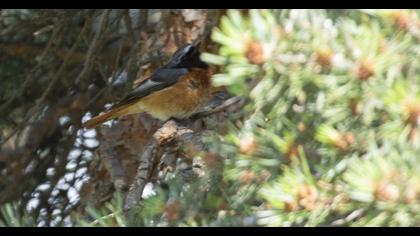 Common Redstart