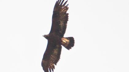 Golden Eagle