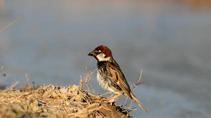 Spanish Sparrow