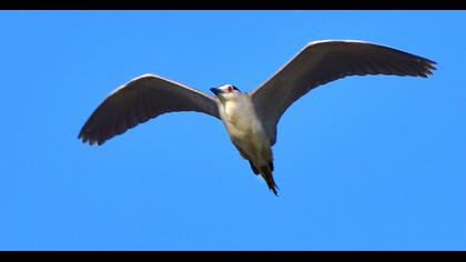 Black-crowned Night Heron