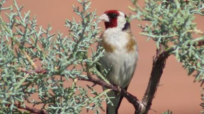 European Goldfinch