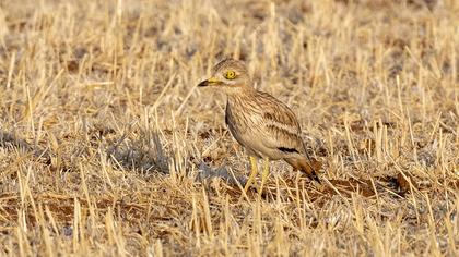 Eurasian Stone-curlew