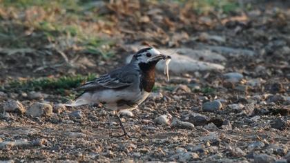 White Wagtail