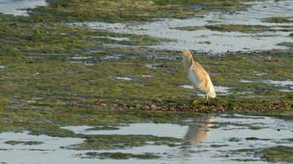 Squacco Heron