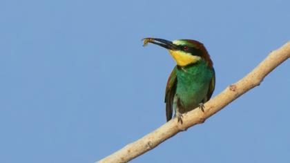 European Bee-eater