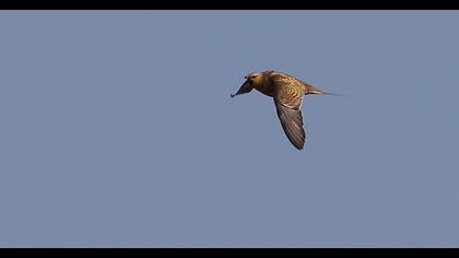 Pin-tailed Sandgrouse