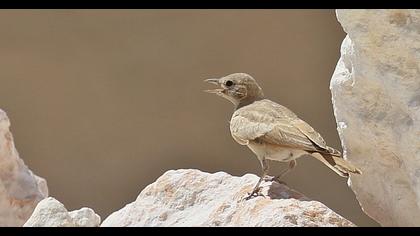 Desert Lark