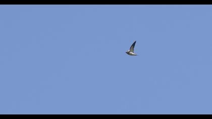 Pin-tailed Sandgrouse