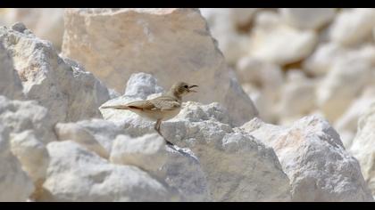 Desert Lark