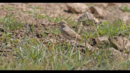 Turkestan Short-toed Lark