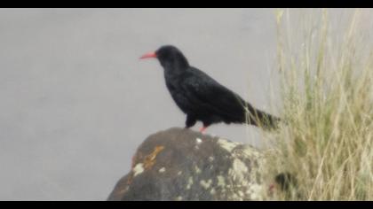 Red-billed Chough