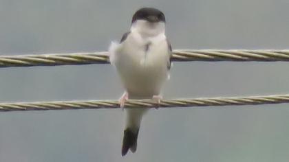Common House Martin