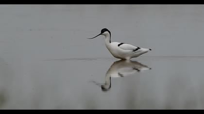 Pied Avocet