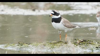 Common Ringed Plover