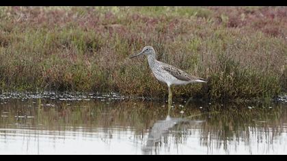 Common Greenshank