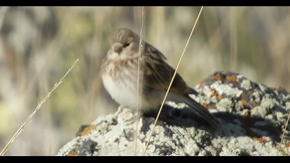 Twite