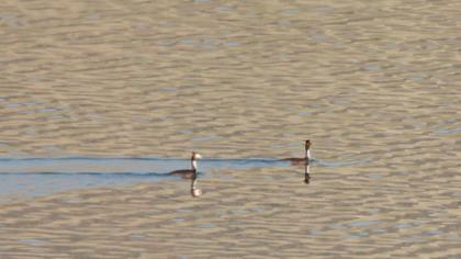Great Crested Grebe