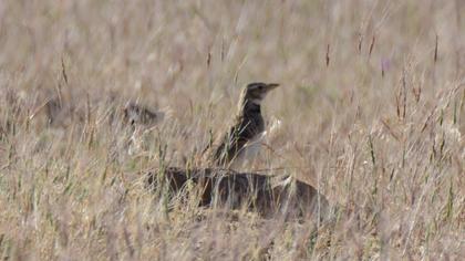 Calandra Lark