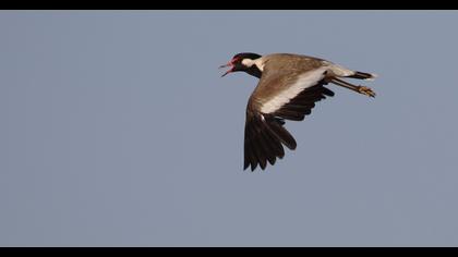 Red-wattled Lapwing