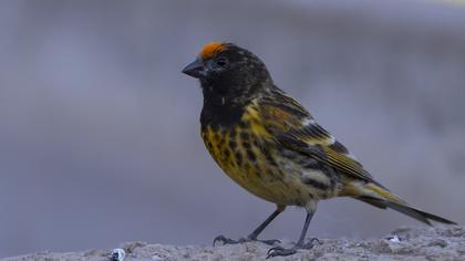 Red-fronted Serin