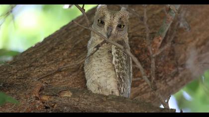 Pallid Scops Owl
