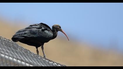 Northern Bald Ibis