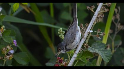 Menetries`s Warbler