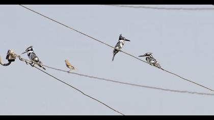 Pied Kingfisher