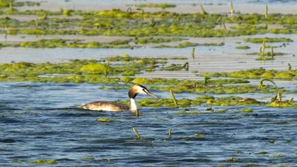 Great Crested Grebe