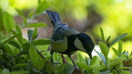 Great Tit