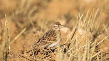 Greater Short-toed Lark