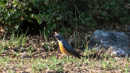 White-throated Robin