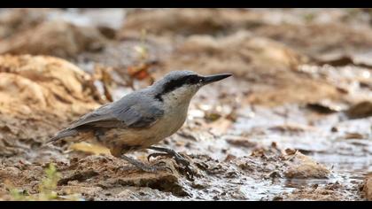Eastern Rock Nuthatch