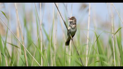 Great Reed Warbler