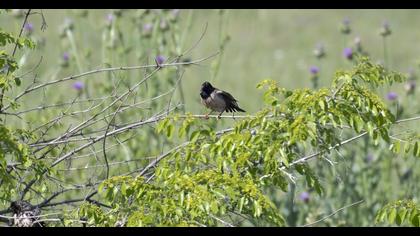 Rosy Starling