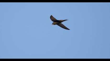 Common Swift