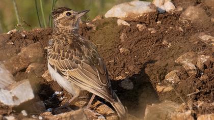 Woodlark