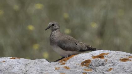 Namaqua Dove