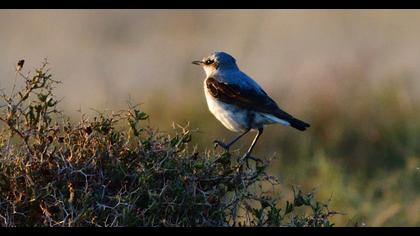 Northern Wheatear