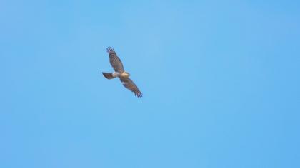 Eurasian Sparrowhawk