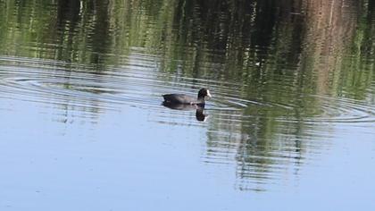 Eurasian Coot