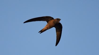 Pallid Swift
