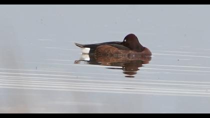 Ferruginous Duck