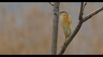 Squacco Heron