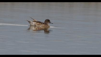 Eurasian Wigeon