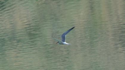 Common Tern