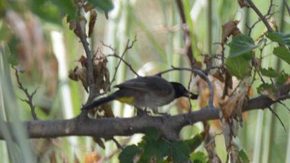 White-spectacled Bulbul