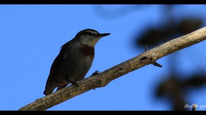 Krüper`s Nuthatch
