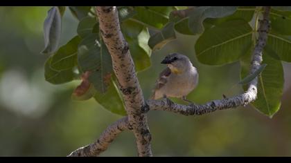 Yellow-throated Sparrow