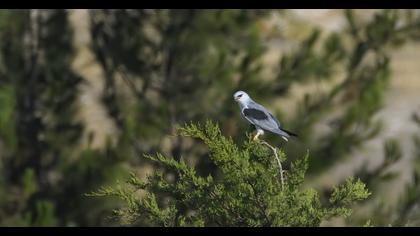 Black-winged Kite